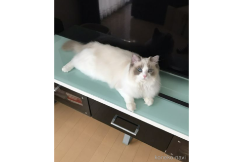 販売中のラグドールの親猫